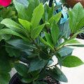 Sweet Bay Leaf Plant Live, 8-10 Inch Laurus Nobilis Tree for Planting, Bay Laurel Herb for Home Garden or Containers