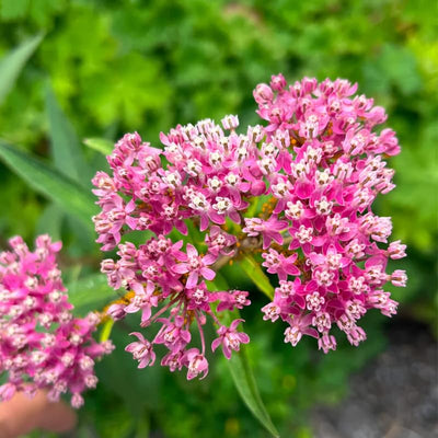 2 Random Mix Milkweed Plants Live Butterfly Asclepias Tuberosa, Wildflowers Perennial Bush, Swamp Common Plant, 5-9" in Tall, No Pot