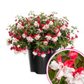 Live Fuchsia Plant in 4 Inch Pot, Hardy Flowering Fuchsia Starter Plant, Hanging Basket or Shade Garden Outdoor Plant