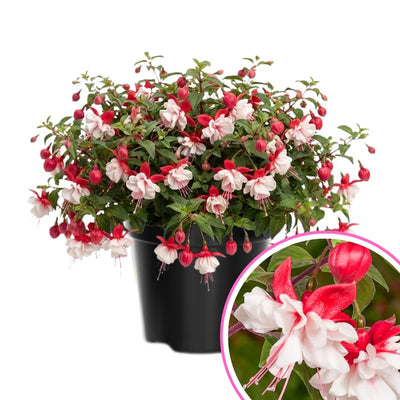Live Fuchsia Plant in 4 Inch Pot, Hardy Flowering Fuchsia Starter Plant, Hanging Basket or Shade Garden Outdoor Plant