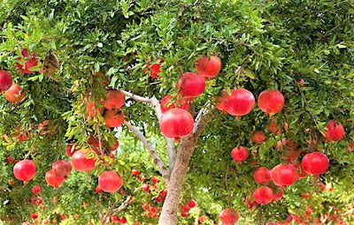 Sweet Pomegranate Tree Live Plant, 5 to 8 Inch Tall, Pomegranate Fruit Tree, Outdoor Plant, Edible Fruits