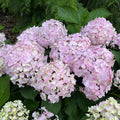 Well-Rooted Hydrangea Live Plant in 2.5 Inch Pot, Hydrangea Tree Shrub Bush Perennial Outdoor Planting (Pink to White)