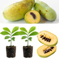 2 Pawpaw Trees Live Plants, Home Garden Fruit Tree, 4-6 Inch Tall