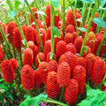 6 Fresh Shampoo Ginger Rhizomes, Red Pinecone Ginger Root, Zingiber Zerumbet Hardy Perennial for Planting in Garden