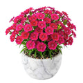 Pack 2 Red Dianthus Live Plant, Red Carnation Flower in Pot, Perennial Plant for Garden and Container Growing, 5-8" in Tall