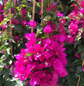 Pink Bougainvillea Plant Live, 4 to 6 Inch Tall, Summer Spring Blooms, Well Rooted