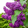 Purple Lilac Plants, Fragrant Purple Syringa Flower, Lilac Bushes Live Plants, 6 to 10 Inch Tall Syringa Shrub for Garden