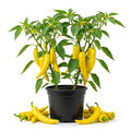 2PPP Yellow Banana Pepper Plants Live, Pepper Plants, 4-7'' Tall