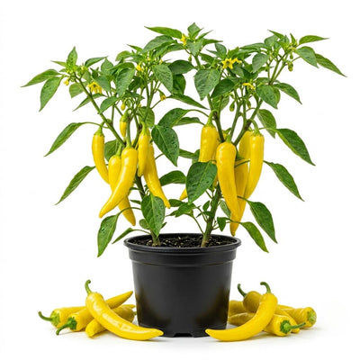 2PPP Yellow Banana Pepper Plants Live, Pepper Plants, 4-7'' Tall