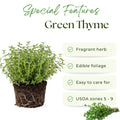 Set 2 Thyme Plants Live, Fragrant Thyme Herb, 5-7 Inches Tall, Compact Herb for Indoor Outdoor Growing