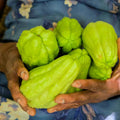 Chayote Squash Plant Live, Chayote Plant, Gallon Pot, Vegetable Plant for Gardening Indoor Outdoor, 7 to 9 Inc Tall