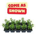 Scarlet-Red Lipstick Plans Live Houseplants in Pot, Aeschynanthus Red Flower Vine Décor Office, Desk Indoor Outdoor Growing