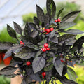 Black Hot Pepper Plant Live in 2.5 Inch Pot for Planting Outdoor