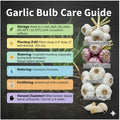 1 Lb Garlic Bulbs for Planting, Hardneck Garlic for Garden or Raised Beds, High-Yield Fresh Hardy Garlic Cloves