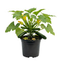 Zucchini Squash Plant Live 4'' Pot, Starter Vegetable Plant for Garden Planting, Outdoor Plant for Backyard, Raised Beds or Patio Containers