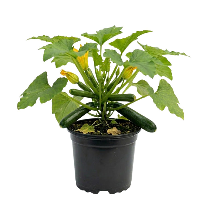 Zucchini Squash Plant Live 4'' Pot, Starter Vegetable Plant for Garden Planting, Outdoor Plant for Backyard, Raised Beds or Patio Containers