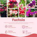 Pack 2 Fuchsia Plants Live, Vibrant Fuchsias Hanging Flowering Plant 3-5 Inches, Gardens, Patios, and Indoor Growing (Purple Flowers)
