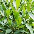Sweet Bay Leaf Plant Live, 8-10 Inch Laurus Nobilis Tree for Planting, Bay Laurel Herb for Home Garden or Containers