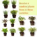 4 Random Herbs Plant Live, Basil, Rosemary, Stevia, Lemon Balm, Other Herb Plant, Live Herb Collection for Gardening, Well Rooted, No Pot