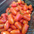 San Maranzo Tomato Live Plant, 2 Plant Per Pot, Red Tomato Plant 5-8" Tall