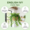 Green English Ivy Live Plant, Ivy Plant Live, 4 Inc Pot, 4-7 Inc Tall, Easy Care Trailing Indoor Houseplant for Hanging Baskets, Container Gardens