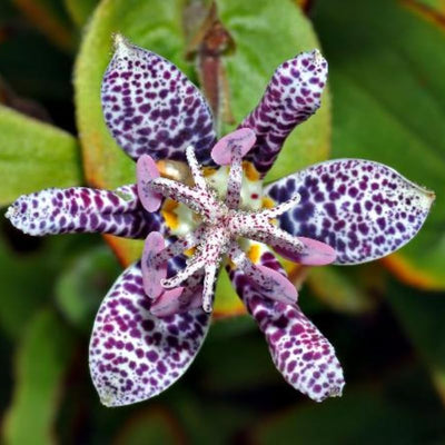 Pink Toad Lily Live Plant in 2.5 Inch Pot for Planting Indoor Outdoor