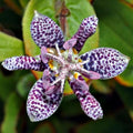 Dark Pink Purple Hardy Toad Lily Plant in 2.5 Inch Pot, Live Lily Plant Grow Indoor Outdoor