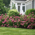 Well-Rooted Hydrangea Live Plant in 2.5 Inch Pot, Hydrangea Tree Shrub Bush Perennial Outdoor Planting (Deep Pink)