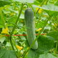 Set 2 Live Cucumber Plants for Planting, Green Cucumber Plants Live for Planting, Vegetable Plants, 4 Inches Pot