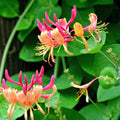 Purple Honeysuckle Plant, Honeysuckle Vine Plant Live from 5 Inch Tall, 2.5 Inches Pot for Planting Outdoor