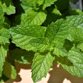 Mojito Mint Live Plant in 3.5 Inc Pot, Fresh Mint Herb Live for Outdoor Indoor Container