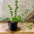 Eucalyptus Plant Live, Blue Eucalyptus Tree Live Plant, 4 to 6 Inches Tall Starter Plant