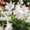 Thanksgiving Cactus Plants Live in 4" Pot, Holiday Christmas Cactus, Colorful Indoor Houseplant, Zygocactus Like, Ready to Bloom (White)