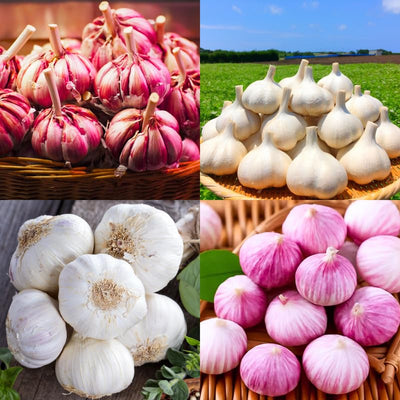 1/2 LB Mixed Garlic Bulbs for Planting in Fall, High Yield Hardneck Garlic Cloves Seeds, Fresh, Cold Hardy and Fast Growing, Various Varieties