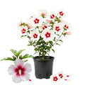 Red White Rose of Sharon Plant Live, Flowering Althea Plant, 6-12 Inch Tall