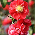 Quince Flowering Plant, Quince Flower Shrub Outdoor Planting, 5 to 7 Inch Tall (Red)