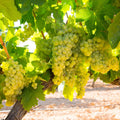 Grape Vine Live Plant to Grow 1-2 Year Old, Sweet Grape Plant Live for Growing, Grape Fruit Well Rooted Plant Bareroot (Green Grape)