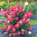 6"-1 Feet Light Pink to White Hydrangea Bush Plant Tree Live Shrub, Dormant, Starter Plant, Change Color, Cold Hardy Variety