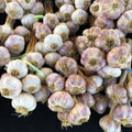 Garlic Bulbs for Planting, 8oz Approx. 4-5 Bulbs for Growing
