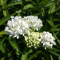 2 Milkweed Live Plants 4–7 Inches Tall, Milkweed Flowering Plants for Garden Beds, Borders or Landscape (White Milkweed)