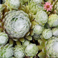 Hens and Chicks Succulent Plants Live Outdoor Indoor 2.5 Inch Pot, Ornamental Hens & Chicks Plant Live Houseplant
