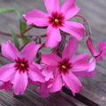 Pink Creeping Phlox Plant Live in Pot, Perennial Growing, Size 3-6" in Tall Groundcover Spring Blooms