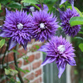 Clematis Vine Plant Live for Planting, Clematis Plants Live, 4 to 6 Inch Tall, 2.5 Inc Pot Well Rooted, Clematis Seeds Perennial, Blue Clematis Double Flower