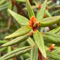 1-2 Ft Rhododendron Plants Live Bush Shrubs in 1 Gallon Pot for Planting, Azalea Bush Ready Plant, Live Rhododendron Plant Azalea (Purple Violet)