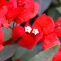 Red Bougainvillea Plant, Bougainvillea Tree Live Plant Potted from 4 to 5 Inches Tall