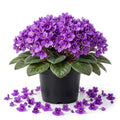 Purple African Violet Plant Live, Purple Violet Flower, 3-5 Inches Tall