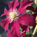 Clematis Vine Plant Live for Planting Outdoor, Clematis Plants Live, 4 to 6 Inch Tall, 2.5 Inc Pot, Perennial Fragrant Flowers Plant, Red Clematis