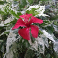 2 Variegated Red Hibiscus Plants, 3-5 Inch Tall Starter Plants - Live Hibiscus Flower Plants for Outdoor Garden, Patio, and Container Growing