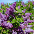 Purple Lilac Bushes Ready to Plant, Lilac Syringa Trees Live Plants, Fragrant Shrub for Planting, 9 Months Old Tree