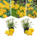 2 Yellow Milkweed Plants Live Butterfly Asclepias Tuberosa, Wildflowers Perennial Bush, Swamp Common Plant, 5-9" in Tall, No Pot
